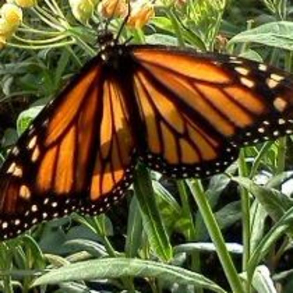 Meet your Posher, Maggie